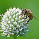 La picadura de abejas, el nuevo bótox natural