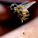 El veneno de abeja, el último truco de belleza
