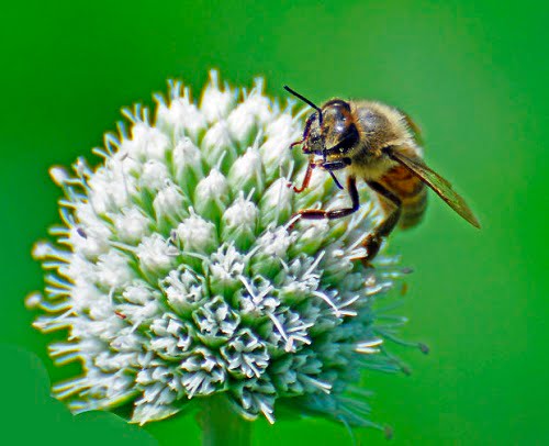 picadura-abeja