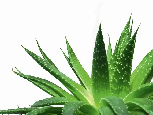 Aloe vera, producto imprescindible de belleza