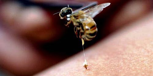 veneno-abeja