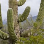 El cactus, fuente de belleza